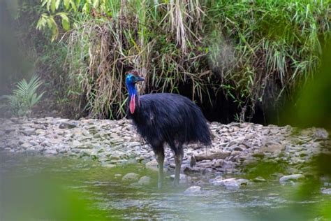 11 Crazy Southern Cassowary Facts - Fact Animal