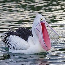 Pelican - Wikipedia