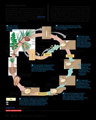 30 plant diversity ii-the evolution of seed plants | PDF