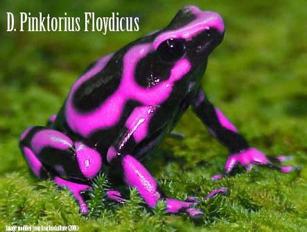 Pink Dart Frog - Very Cool!