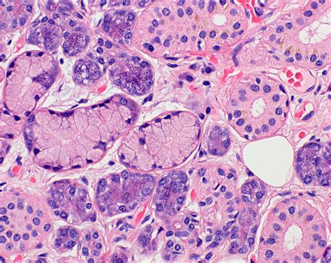 Parotid Histology