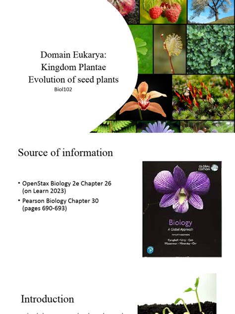 Evolution of Seed Plants | PDF | Seed | Spore