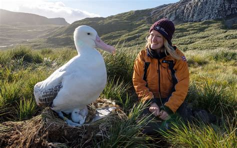 A scientist, a wandering albatross, and its chick, South Georgia island ...