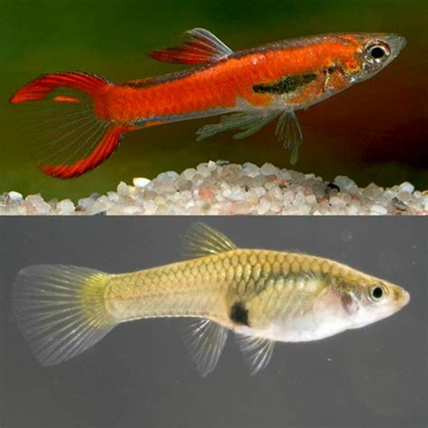 LIVE FISH - Guppies Endler - Red Chilli Endler Guppy 2cm - MALE ...