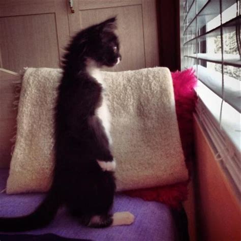 funny pictures, cat looking out the window - Dump A Day