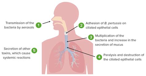 Pertussis Bacteria