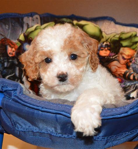 Cockapoo Puppies For Sale | Celina, OH #257305 | Petzlover