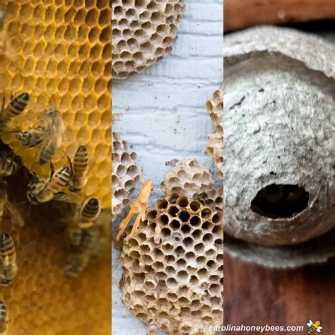 Bee Nest vs Wasp Nest: Which One Is it? - Carolina Honeybees