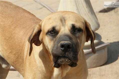 American Bandogge Mastiff Puppies for Sale from Reputable Dog Breeders