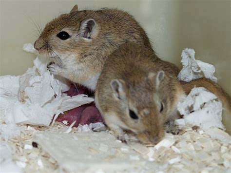 Housing and husbandry: Gerbil | NC3Rs