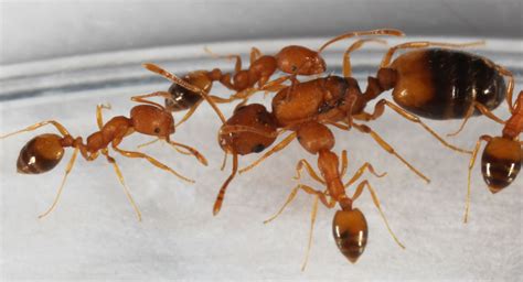 Pharaoh Ants are very small, yellowish ants. They are found in many ...