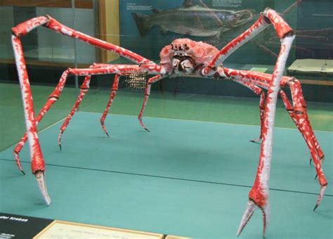 Meet The Japanese Spider Crab, The 'Daddy Long Legs Of The Sea'