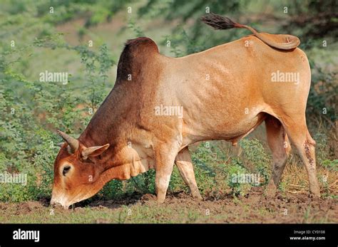 Zebu Cattle Breeds