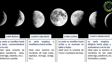 Cómo cultivar con las fases de la luna + fácil de recordar! » El ...