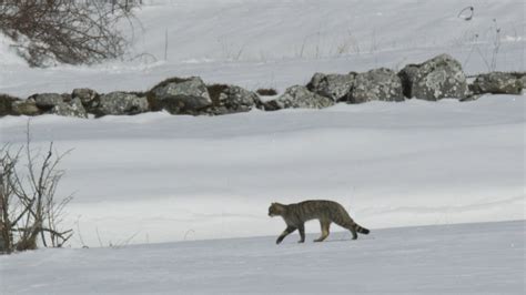 Gato montés: el felino salvaje del invierno | Fundación Aquae