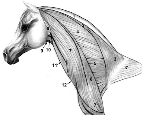 Part 1: Neck – Dissection Lab Guide for Ungulate Anatomy