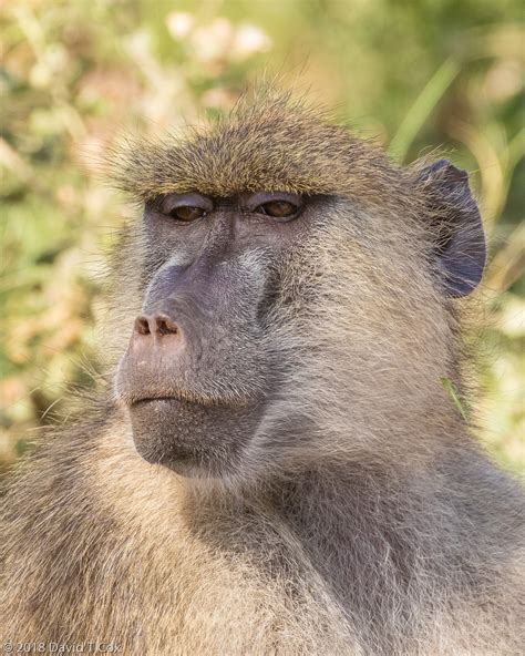 Yellow Baboon, Amboseli NP, Kenya - Dave's Travelogues