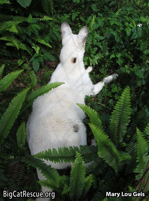 Although Pharaoh the White Serval has a leucistic gene that makes him ...