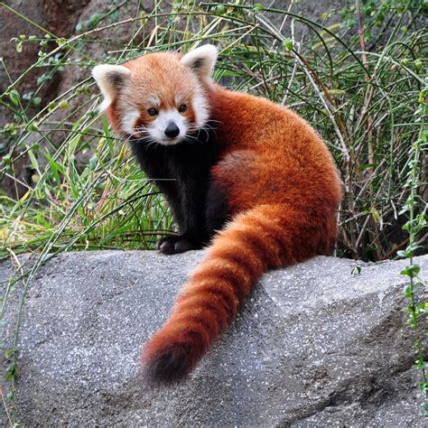 With reddish-brown fur and a long, shaggy tail, the red panda is hard ...