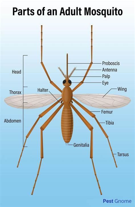 Male vs. Female Mosquitoes: Everything You Need to Know