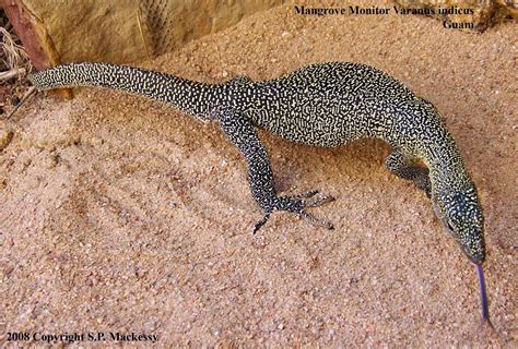 Jenis - Jenis Varanus ( Genus Varanidae ) di Dunia: Jenis - jenis atau ...