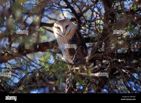 African Grass Owl Stock Photo - Alamy