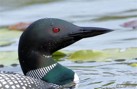 Loons: The Call of the Wild - NH State Parks