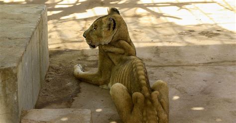 Sudan Animal Rescue: Starving lions pictured in Sudan's Al-Qureshi Park ...