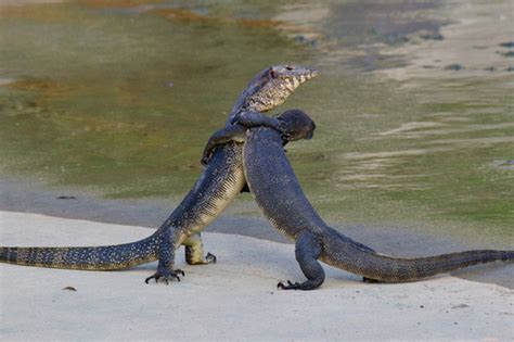 Monitor Lizards (Family Varanidae) · iNaturalist