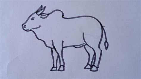 Ox Drawing For Kids