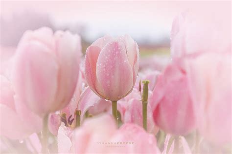 Light Pink Tulips Photograph by Johanna Froese