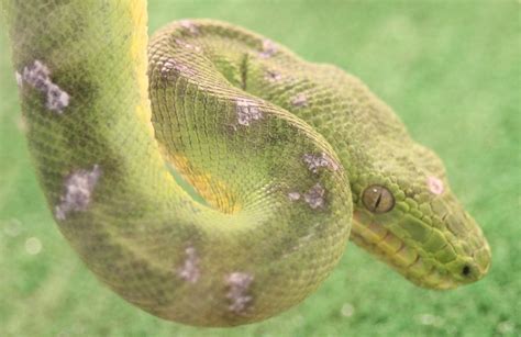 Green tree boa - ZooChat