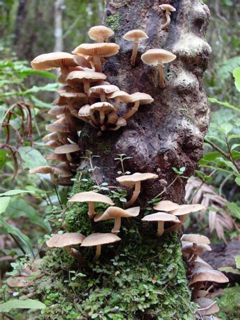 Forest fungus – Fungi – Te Ara Encyclopedia of New Zealand