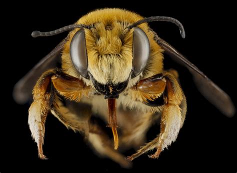 Five awesome BIG bee faces | Earth | EarthSky