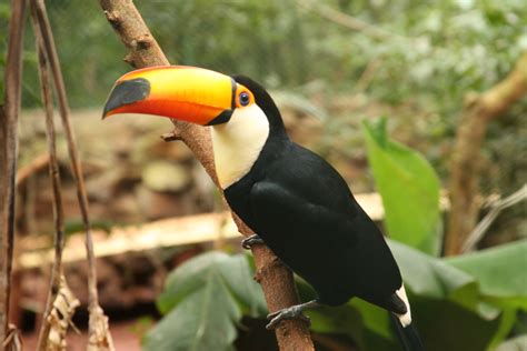 toucan | Our Wild World