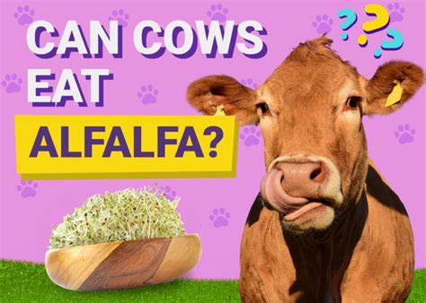 Can Cows Eat Alfalfa? Facts & FAQ | Pet Keen