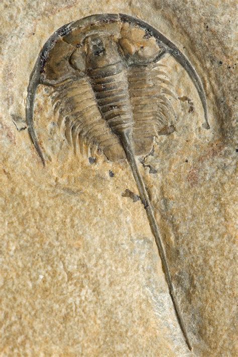 The trilobites are the most diverse category of all the fossilised ...