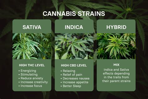 Cannabis Sativa, Indica, Hybrids: How to Buy the Right Weed