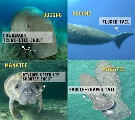 Dugong Vs Manatee