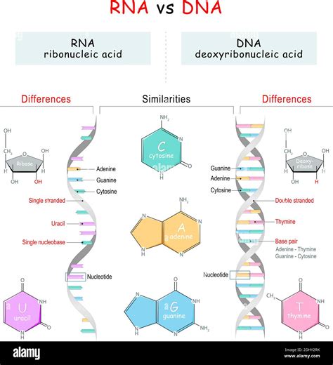 Dna Vs Rna Similarities And Differences | Porn Sex Picture