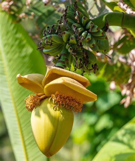 Musa basjoo (Japanese Banana)