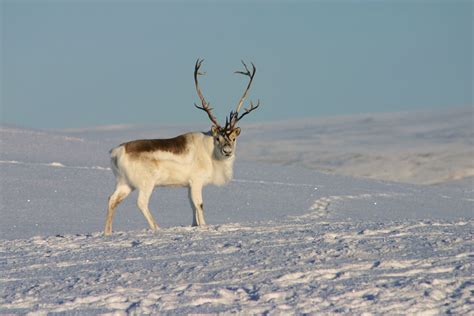 Reindeer | Habitat, Diet, Antlers, & Facts | Britannica