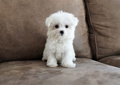 Maltese Puppies For Sale | Orange County, CA #307553