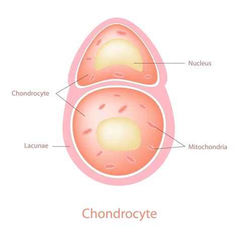 39 imágenes, fotos de stock, objetos en 3D y vectores sobre Condrocitos ...