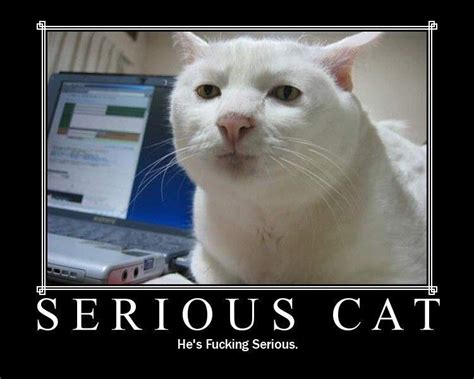 [Image - 7202] | Serious Cat | Know Your Meme