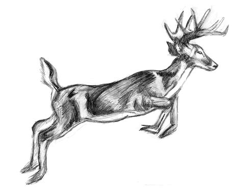 How To Draw A Reindeer Realistic - Drawing Word Searches