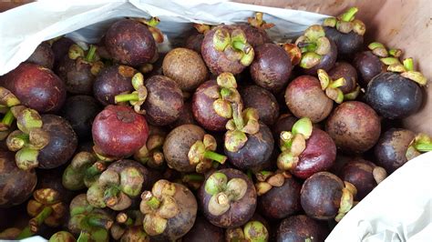 The Amazing Benefits of Mangosteen - Grace for a Gypsy