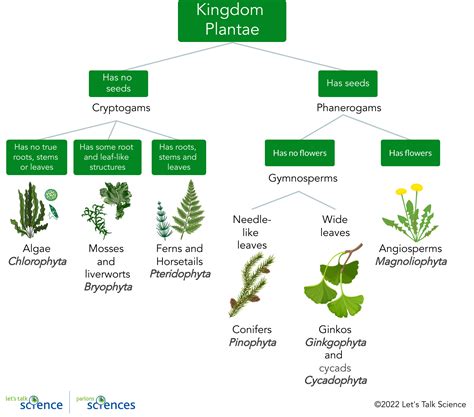 Plants And Fungi Flow Chart Plant Classification Chart Psychology | The ...