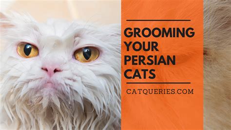 How to groom a Persian cat? Persian Cat Grooming Guide - Cat Queries