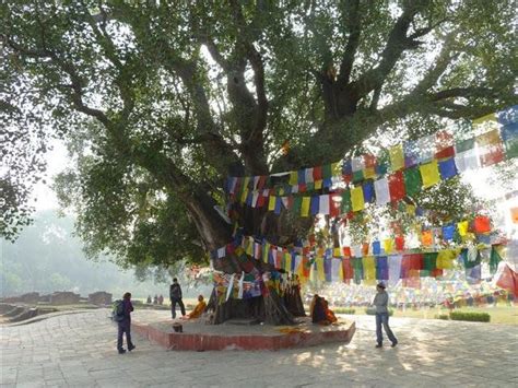 Bodhi tree in Lumbini, Nepal. http://www.wildyeti.com Bodhi Tree, Nepal ...